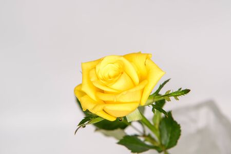 Roseの写真素材