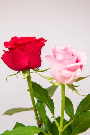 Two-color roseの写真素材