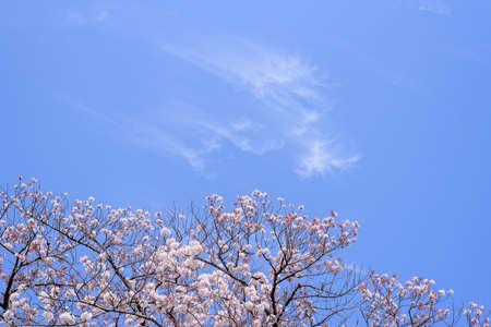 Cherry and blue skyの写真素材