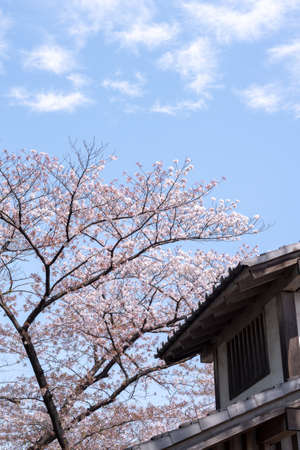 Cherry blossoms in the Parkの写真素材