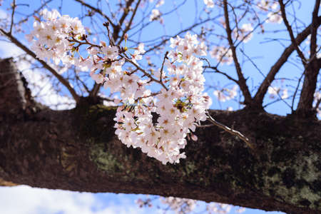 Cherryの写真素材