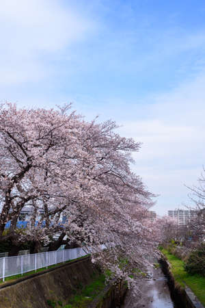 Cherry tree roadside treesの写真素材