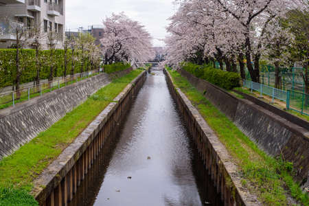 Cherry trees and irrigation channelsの写真素材