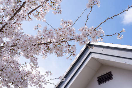 Cherry blossoms in the Parkの写真素材