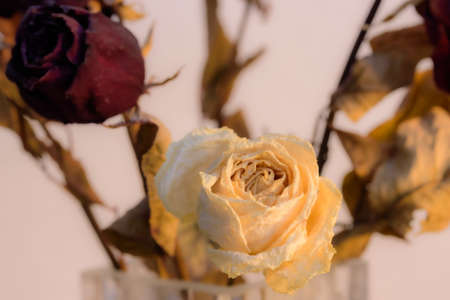 Dried rosesの写真素材