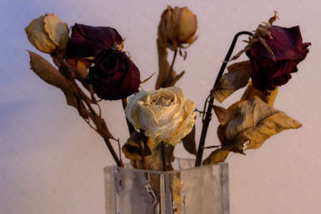 Dried rosesの写真素材