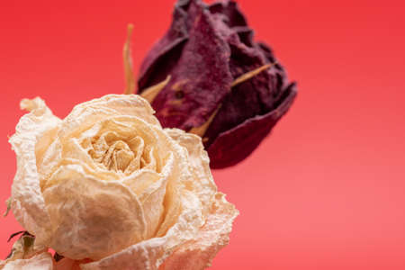 Dried rosesの写真素材