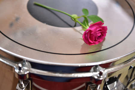 Rose and Snare Drumの写真素材