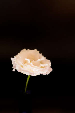 Turkey Kikyoの写真素材