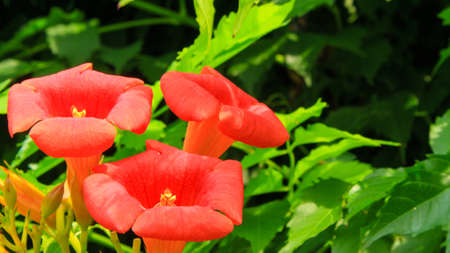 Chinese trumpet vineの写真素材
