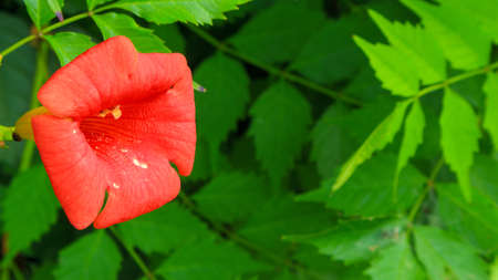 Chinese trumpet vineの写真素材