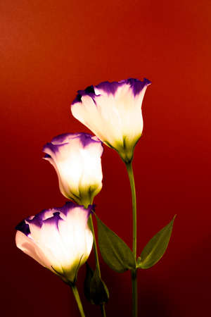Texas bluebellsの写真素材