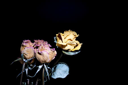 Dried roses