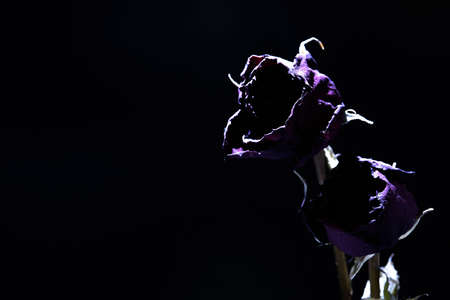 Dried rosesの写真素材