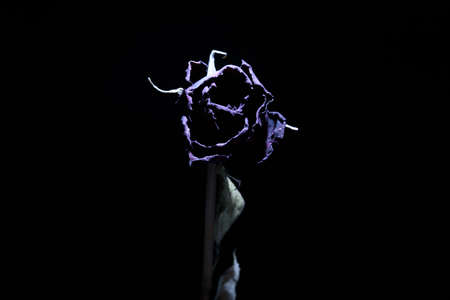 Dried rosesの写真素材