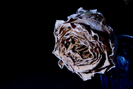 Dried roses