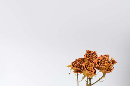 Dried rosesの写真素材