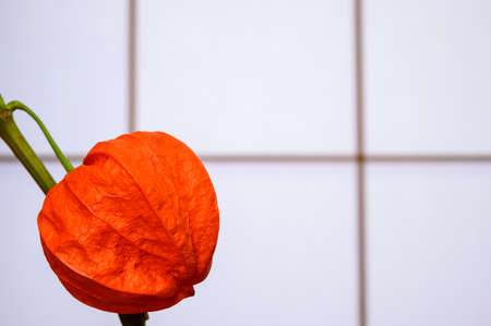 Fruit of physalisの写真素材