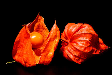 Fruit of physalisの写真素材