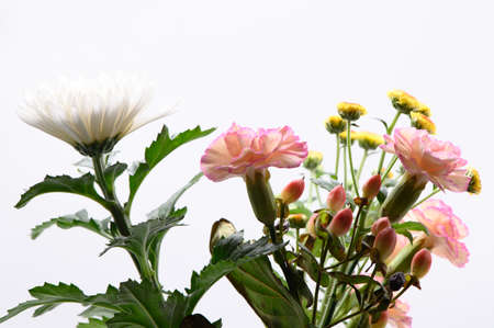 Carnation Chrysanthemums