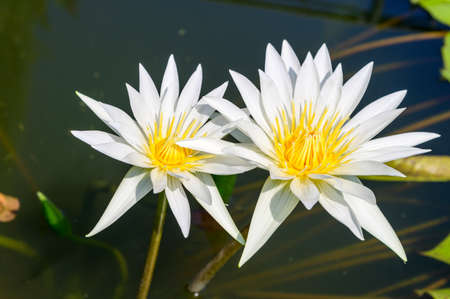 Water lilyの写真素材