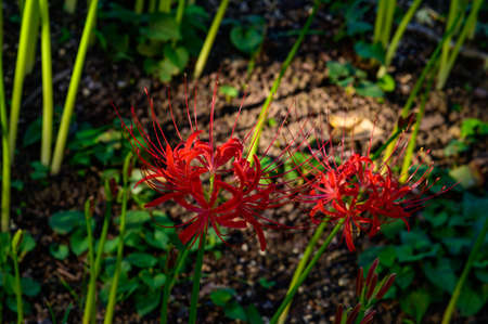 Amaryllisの写真素材