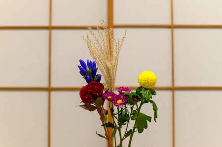 Japanese pampas grassの写真素材