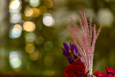 Japanese pampas grassの写真素材