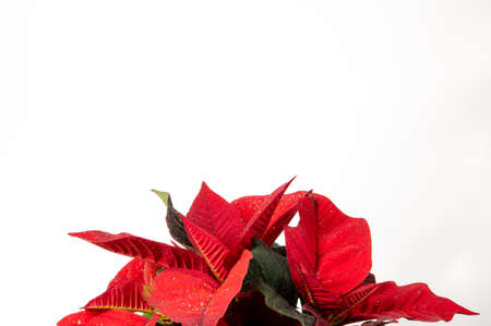 Poinsettiaの写真素材