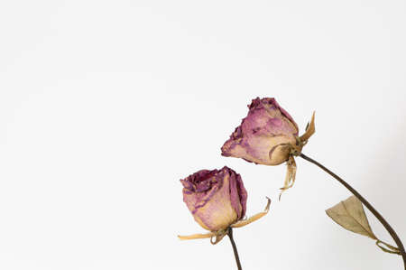 Dried roses