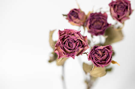 Dried roses