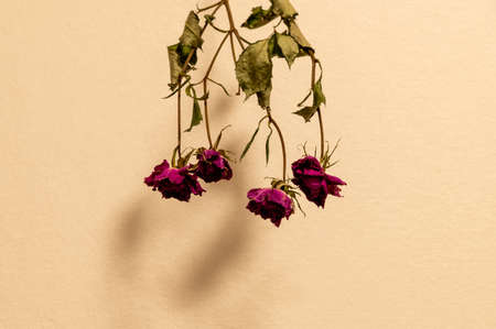 Dried rosesの写真素材