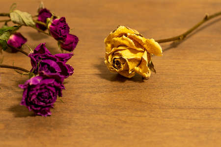 Dried rosesの写真素材
