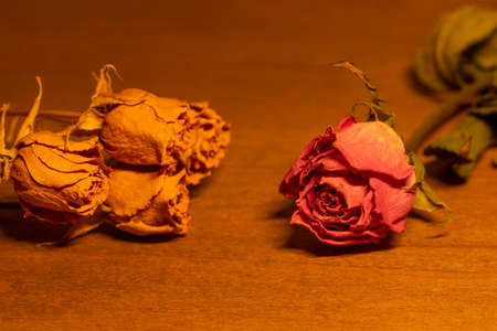 Dried rosesの写真素材