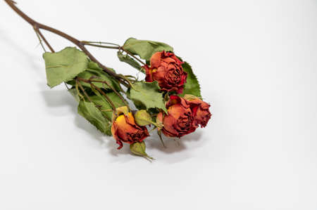 Dried rosesの写真素材