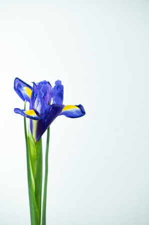 Irisの写真素材