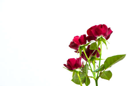 Red Spray Roseの写真素材