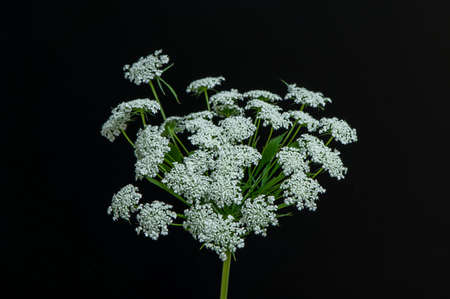 White flowers
