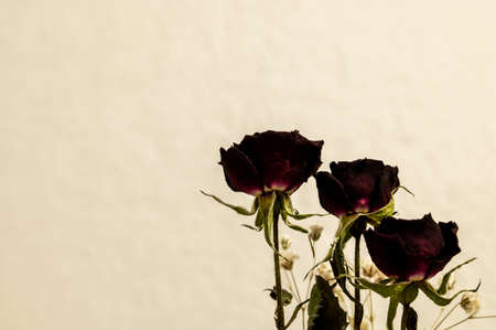 Dried rosesの写真素材