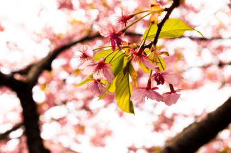 Kawazu cherry blossomの写真素材