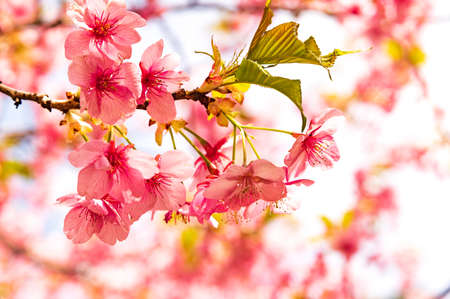 Kawazu cherry blossomの写真素材