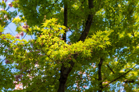 Trees bathed in the morning sun