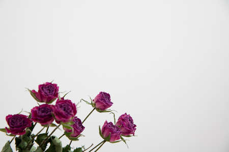 Dried rosesの写真素材
