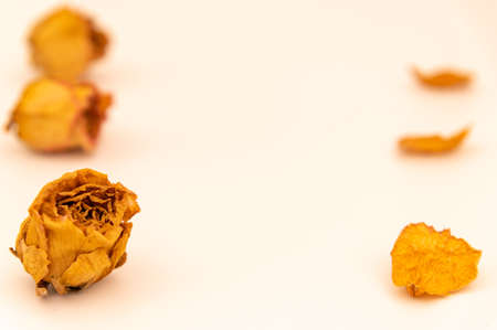 Dried rosesの写真素材