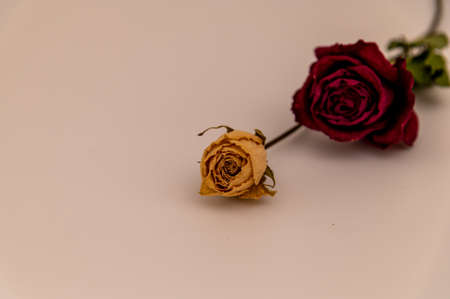 Dried roses