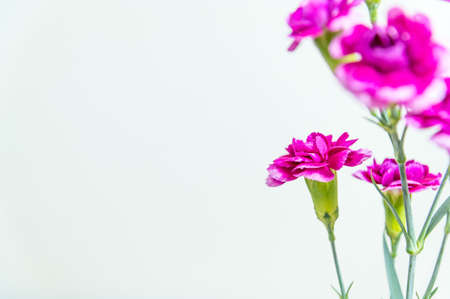 Carnationの写真素材