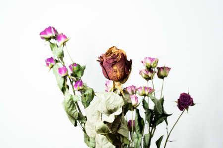 Dried rosesの写真素材