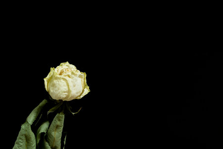 Dried rosesの写真素材