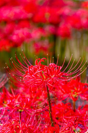 Amaryllisの写真素材