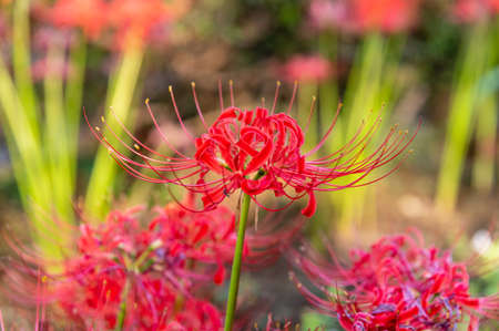 Amaryllisの写真素材